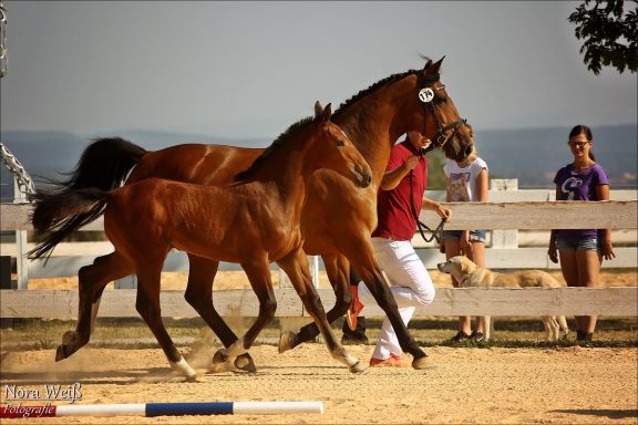Royal Horse Broker Vermittlung von Pferden als Partner oder Investment, deren Ausbildung und Beritt sowie Züchter Management und Beratung Fohlenprämierung des Holsteiner Verbandes, Fohlen mit Mutterstute und dem Geschäftsführer von Royal Horse Broker auf einem Prüfungsplatz.
